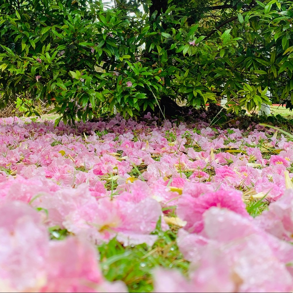 Meet your Posher, Greentastic!
